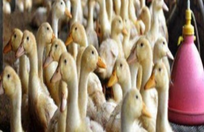 简单不占地的养鸭技术