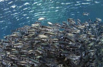 多春鱼的繁殖习性如何?多春鱼养殖前景分析(附多春鱼养殖技术)