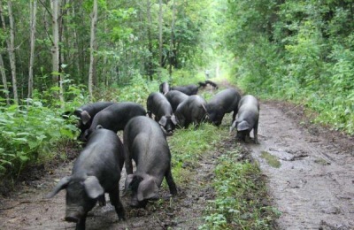 山东临沂有哪些土特产