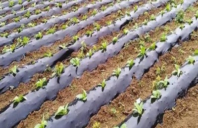 塑料薄膜有哪些类型?介绍不同塑料薄膜的价格和功能