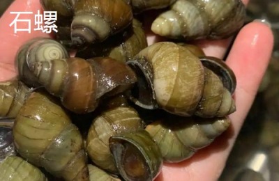 石螺怎么交配,和田螺有什么区别