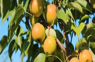 南果梨怎么捂熟