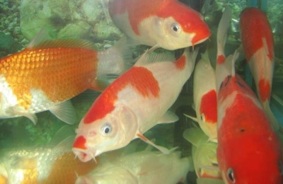 金银鳞锦鲤的产地在哪里？有哪些品种