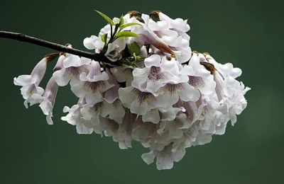 一亩泡桐10年利润多少,泡桐是什么树,主要用来做什么