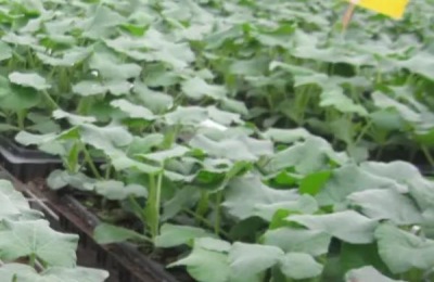 香芋南瓜种植技术和田间管理,生长周期多长
