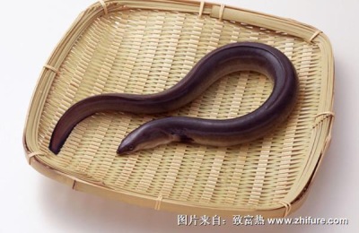 鳗鱼一斤多少钱？鳗鱼养殖前景如何？(附花鳗鱼养殖技术)