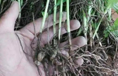 白芨亩产量多少斤,种植周期多长