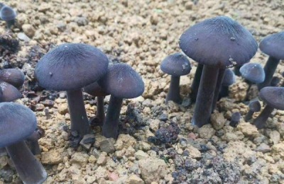 黑皮鸡枞菌种植栽培技术