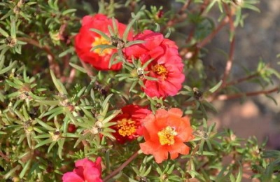 为什么没有农民种植半枝莲的价格这么高