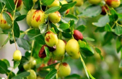 青梅有哪些优良品种