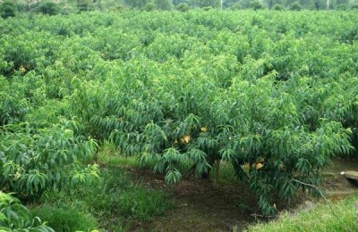 冬雪桃的产地在哪里？有哪些美味的桃子品种