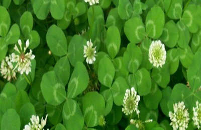 霜降节气的农谚有哪些？你听过这六个吗