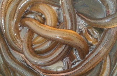 泥鳅最新价格是多少？泥鳅养殖前景分析